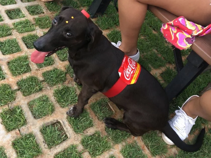 A Dog-Cola A Dog-Cola