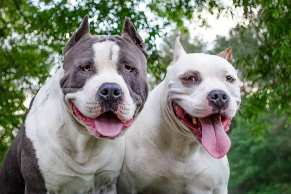 Cachorro Pitbull
