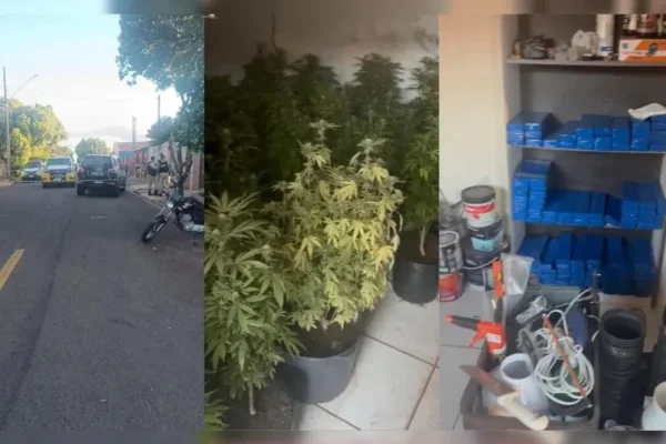 Montagem que mostra plantação de maconha em casa onde suspeito morreu em confronto armado com a PM