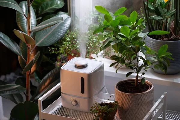 Umidificador