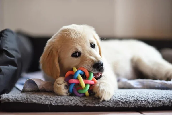 Filhote de cachorro golden retriever brincando com brinquedo - Metrópoles