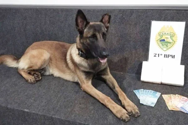 Cão policial