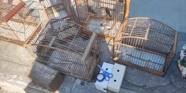 Gaiolas com pássaros silvestres apreendidos