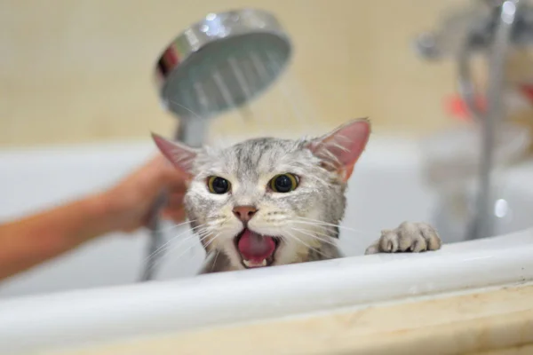 Imagem colorida de gato miando dentro de banheira