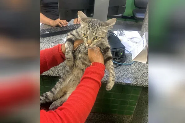Com gato na mochila, homem foge de ativistas e acaba na delegacia