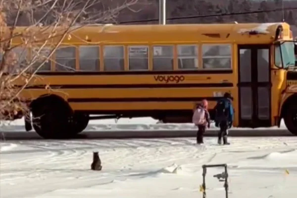 Imagem colorida de gato acompanhando crianças até condução escolar