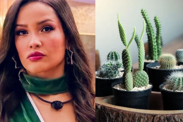 Juliette ama! Veja os cuidados essenciais para cultivar cactos em casa