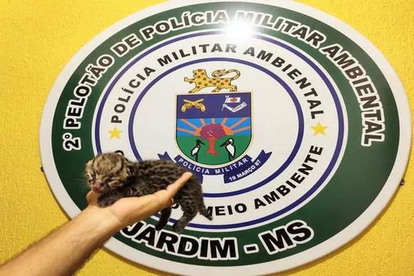 Filhote de Jaguatirica é socorrido por mulher à margem de estrada em MS