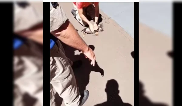 Vídeo: bombeiro salva filhote de cachorro que havia parado de respirar