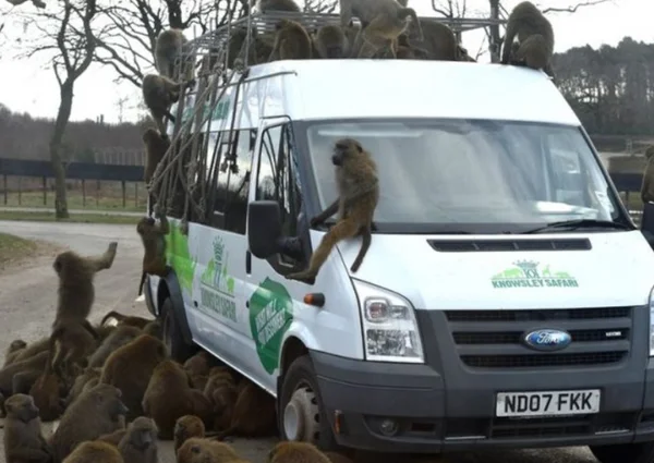 Macacos armados com facas e furadeiras atacam turistas no Reino Unido
