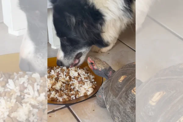 Jabuti viraliza ao intimidar cachorro no olhar para roubar comida