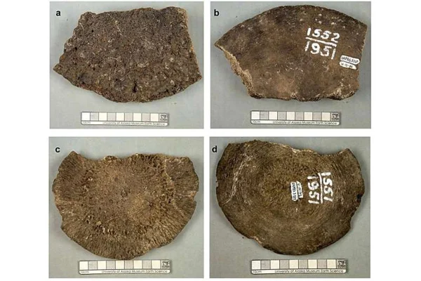 mamute baleia ossos trocados