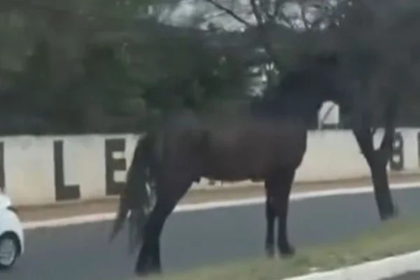 Foto colorida de cavalo - Metrópoles