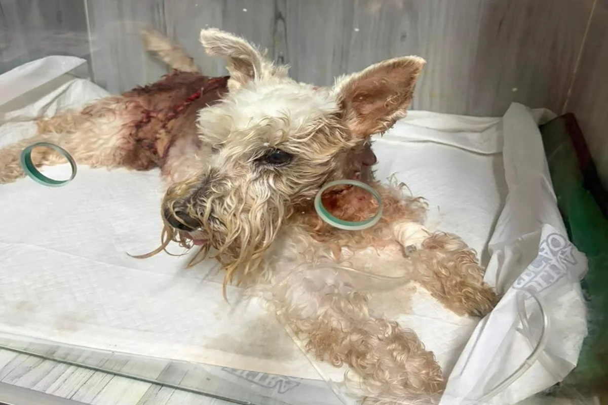 Cão tinha 7 anos Cão tinha 7 anos