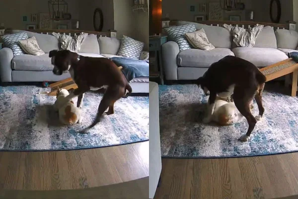 Imagem colorida de cachorro salvando o outro