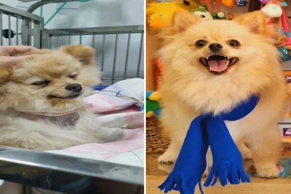 Cão teve insuficiência renal após consumo de petiscos, em Goiânia (GO)