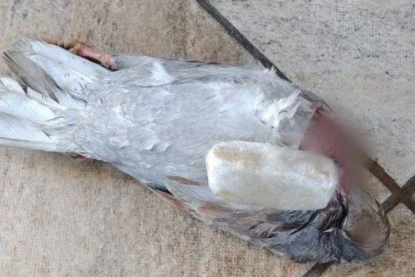 Pombo é encontrado em presídio com droga