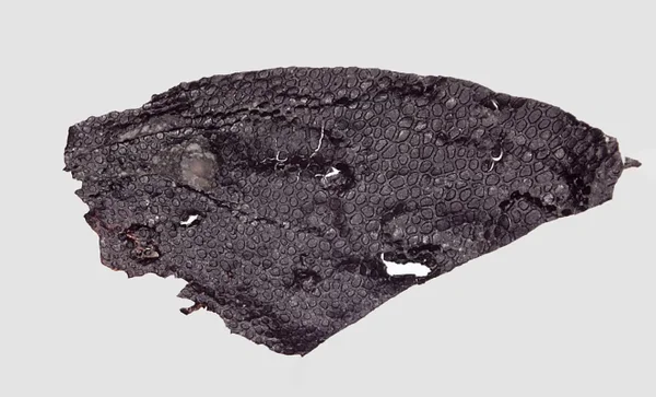 O mais antigo fóssil de pele conhecido data de 45 milhões de anos antes dos primeiros dinossauros
