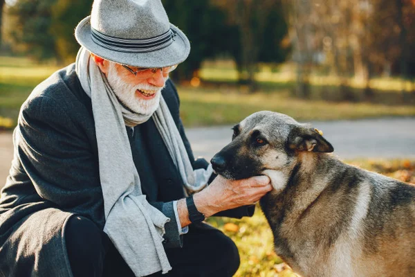 Quais as melhores atividades físicas para cães idosos