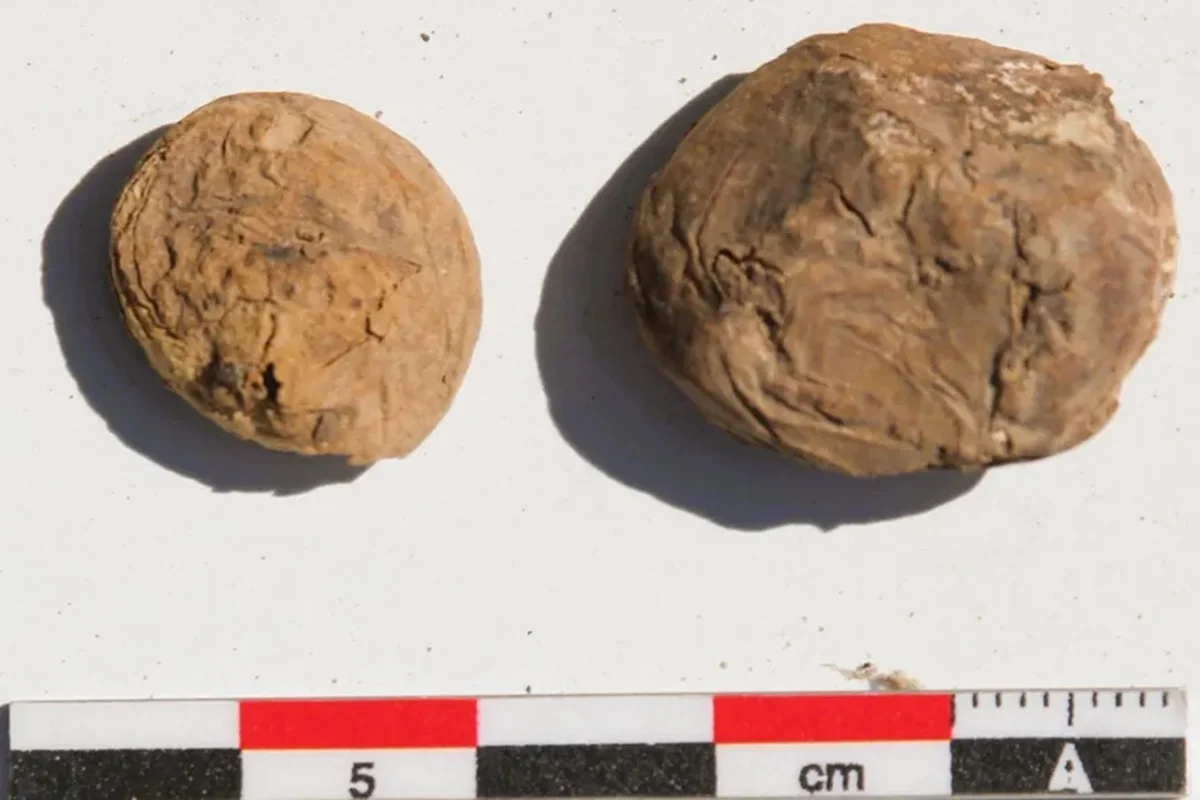 Duas batatas liofilizadas de 500 anos descobertas em depósito inca no Peru