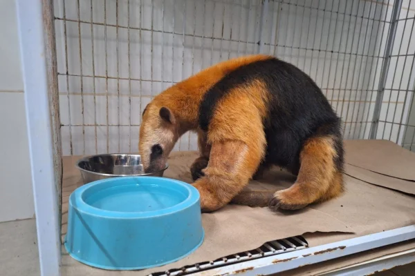 De tatu a gambá: brigada resgata animais feridos por incêndios em SP