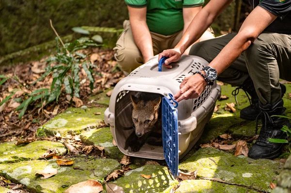ICMBio devolve animais recuperados de ferimentos ao Parque da Tijuca - destaque galeria ICMBio devolve animais recuperados de ferimentos ao Parque da Tijuca - destaque galeria