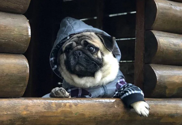 Foto colorida de um cachorro