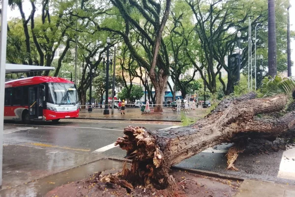 Imagem mostra queda de árvore em SP - Metrópoles
