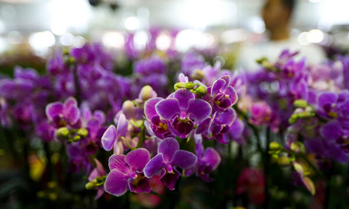 Orquídeas