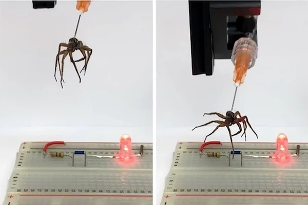 Cientistas transformam aranha morta em “garra robótica”