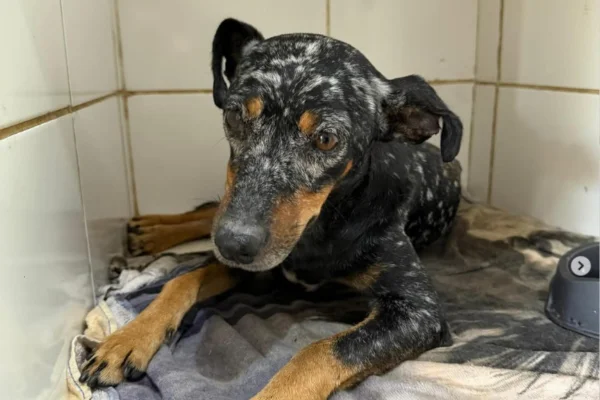 Imagem colorida, Cachorro comunitário é resgatado com ferimentos de facadas no RS - Metrópoles