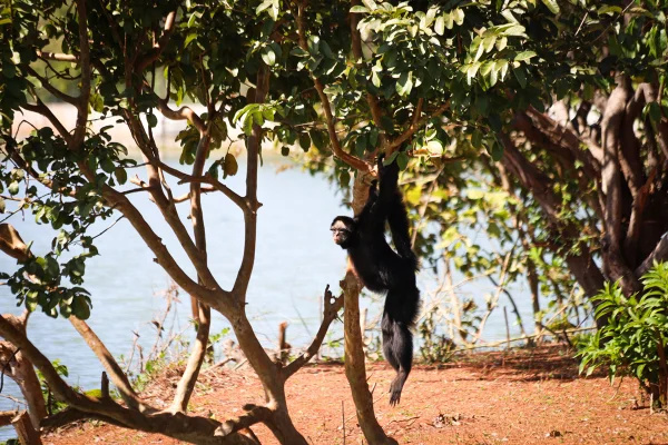 Casal de macacos em risco de extinção ganha lar no Zoo de Brasília