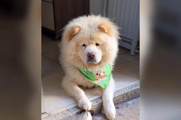 Mulher encontra cão envenenado no jardim privativo de casa em Goiânia