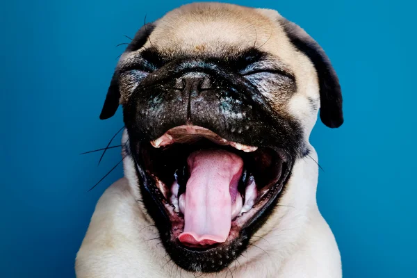 Imagem colorida de cachorro piscando - Metrópoles
