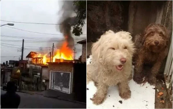 Cuidadora de animais morre ao tentar salvar cães de incêndio em SP