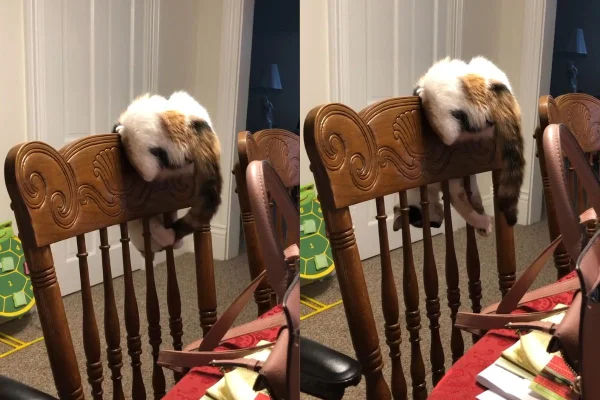 Gata pegando o próprio rabo em cadeira, comportamento comum de gatos