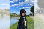 Thor está com 2 anos e 5 meses e pesa 40 kg