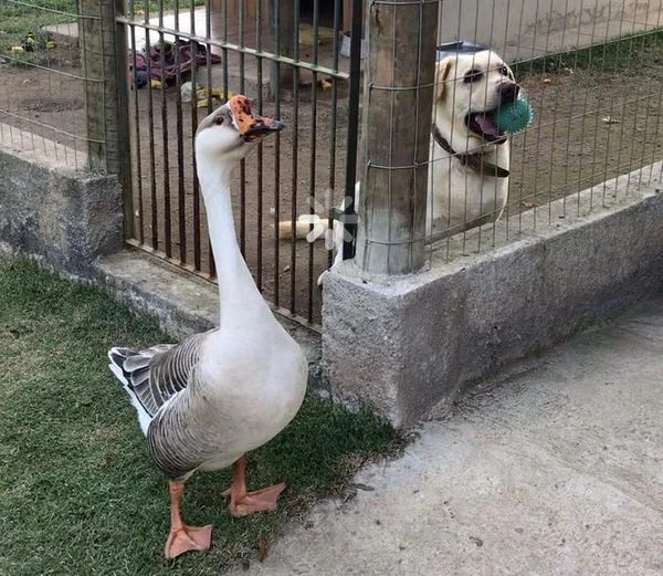 Ganso e labrador formam amizade inusitada