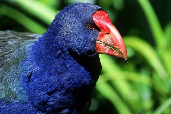 Foto colorida de ave rara de plumagem na cor azul, verde e bico vermelho - Metrópoles.