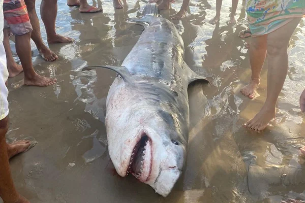 Tubarão é encontrado em Praia do Abaís, em Estância, no litoral sul de Sergipe - Metrópoles