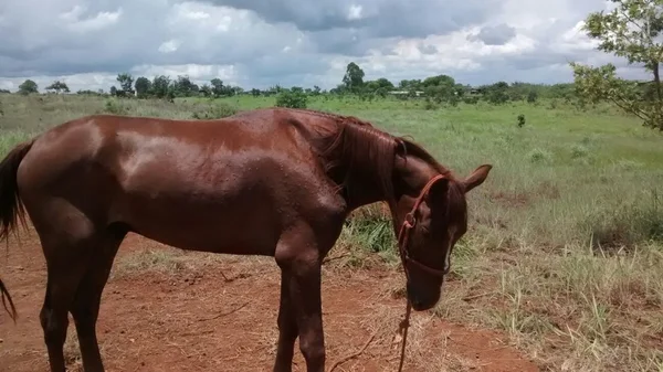 Cavalos avaliados em R$ 300 mil são roubados de fazenda em Samambaia