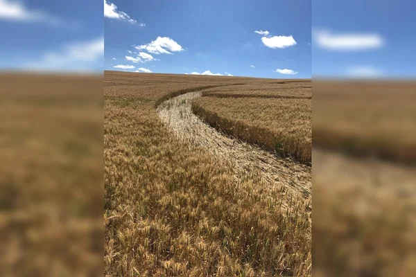 Figura misteriosa é vista em plantação de trigo em Santa Catarina