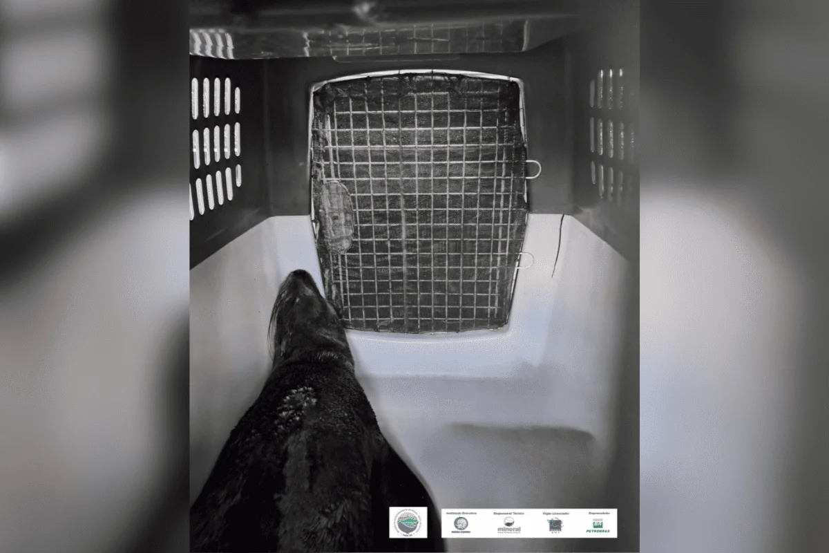 O animal estava magro, com uma lesão no olho esquerdo e machucados na orelha e na nadadeira peitoral esquerda O animal estava magro, com uma lesão no olho esquerdo e machucados na orelha e na nadadeira peitoral esquerda