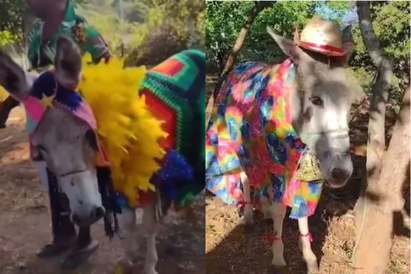 Foto colorida de jumentos enfeitados - Metrópoles