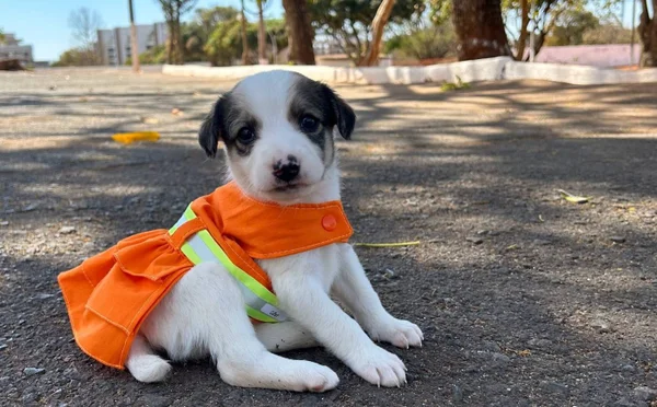 Imagem colorida de um cachorrinho com roupa de gari - Metrópoles