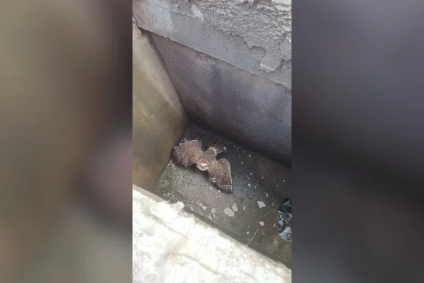 Filhote de coruja dentro de bueiro