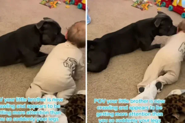 Cachorro conquista corações ao imitar irmãozinho humano que aprende a engatinhar