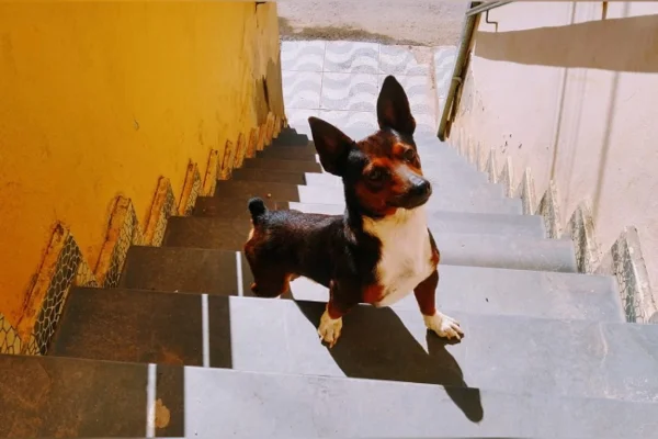 Homem vira réu e tem prisão decretada após matar cão com chute em MG