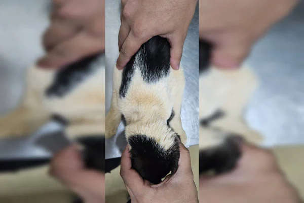 Foto colorida de gato com marca de corda no pescoço
