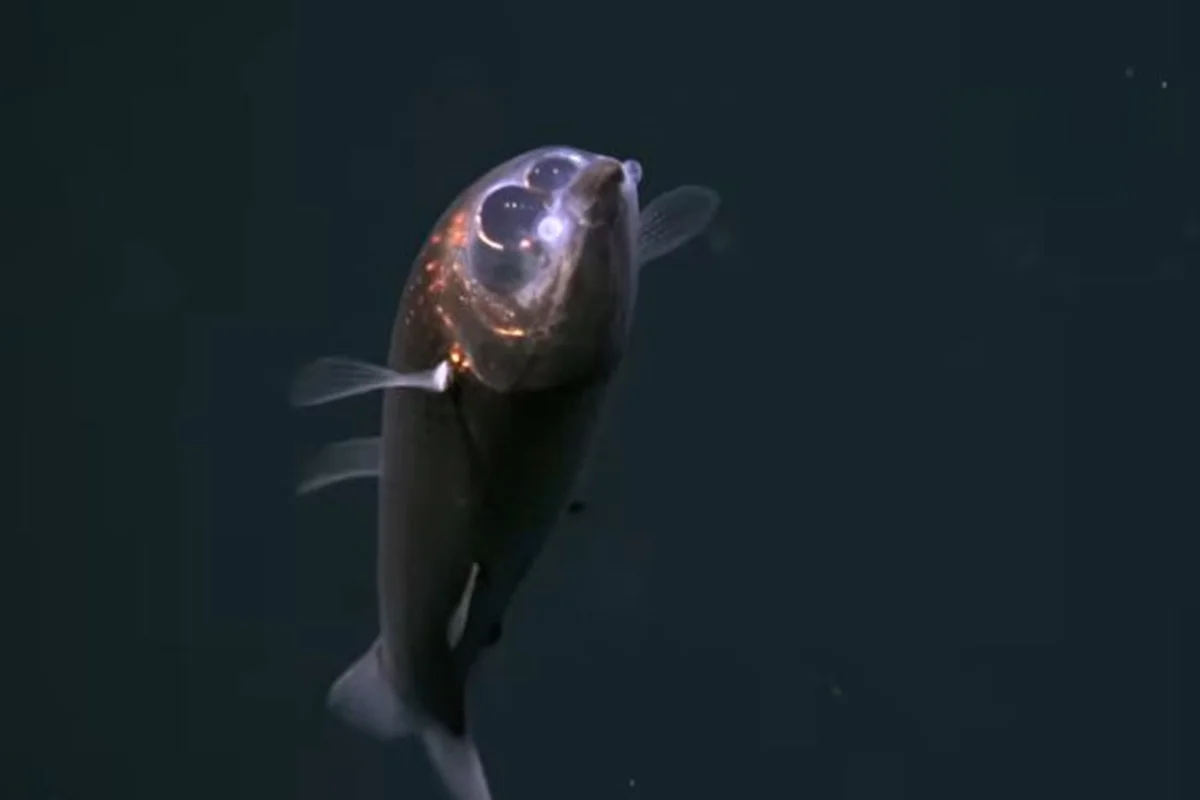 Expedição registra peixe-barril raro no Atlântico em primeira filmagem